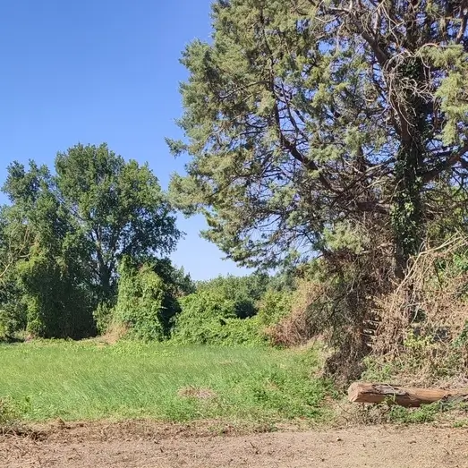 Terrain nature ensoleillé avec grand arbre pour projet partenariat-immobilier-et-financier à Carcassonne